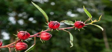 6 Manfaat Bunga Rosella Jika Rutin Mengkonsumsinya