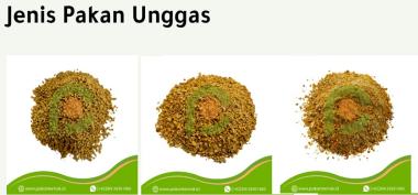 harga pakan ayam petelur